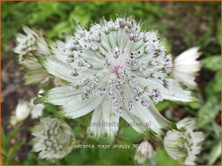 Astrantia major &#039;Shaggy&#039; | Zeeuws knoopje, Groot sterrenscherm | Gro&szlig;e Sterndolde