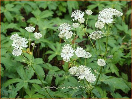 Astrantia major &#039;Shaggy&#039; | Zeeuws knoopje, Groot sterrenscherm | Gro&szlig;e Sterndolde