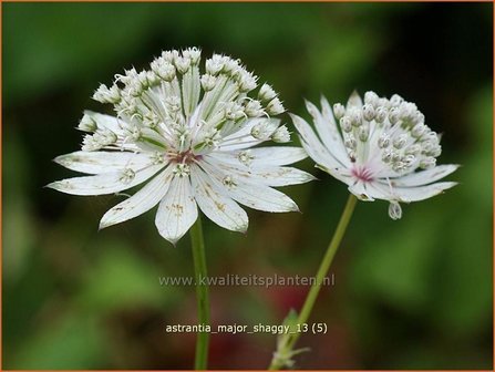 Astrantia major &#039;Shaggy&#039; | Zeeuws knoopje, Groot sterrenscherm | Gro&szlig;e Sterndolde