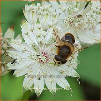 Astrantia major &#039;Shaggy&#039; | Zeeuws knoopje, Groot sterrenscherm | Gro&szlig;e Sterndolde