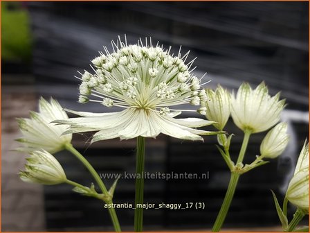 Astrantia major &#039;Shaggy&#039; | Zeeuws knoopje, Groot sterrenscherm | Gro&szlig;e Sterndolde