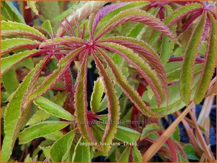 Begonia luxurians | Begonia | Palmbl&auml;ttrige Begonie