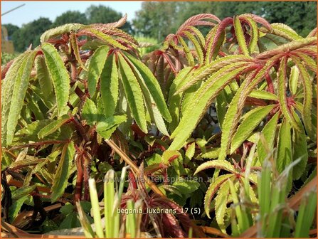 Begonia luxurians | Begonia | Palmbl&auml;ttrige Begonie