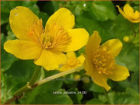 Caltha palustris | Dotterbloem | Sumpf-Dotterblume