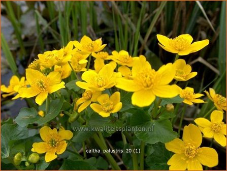 Caltha palustris | Dotterbloem | Sumpf-Dotterblume