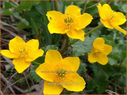 Caltha palustris | Dotterbloem | Sumpf-Dotterblume