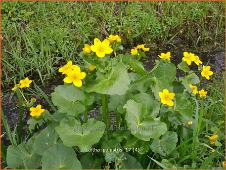 Caltha palustris | Dotterbloem | Sumpf-Dotterblume