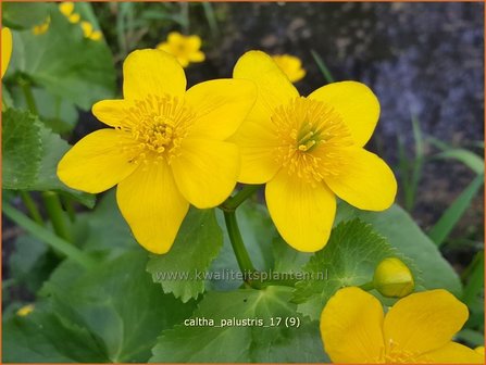 Caltha palustris | Dotterbloem | Sumpf-Dotterblume