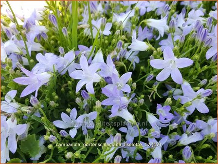 Campanula portenschlagiana &#039;Liselotte&#039; | Dalmatieklokje, Klokjesbloem | Polster-Glockenblume