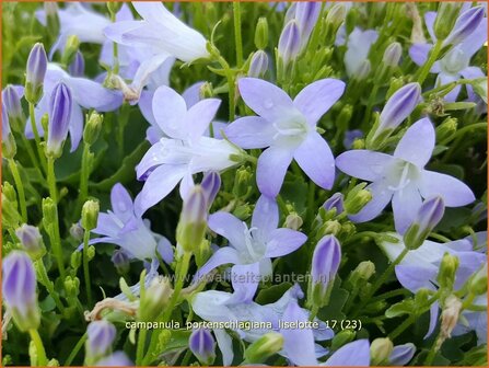 Campanula portenschlagiana &#039;Liselotte&#039; | Dalmatieklokje, Klokjesbloem | Polster-Glockenblume