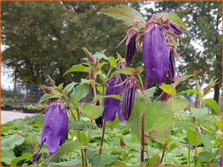 Campanula &#039;Sarastro&#039; | Klokjesbloem | Glockenblume