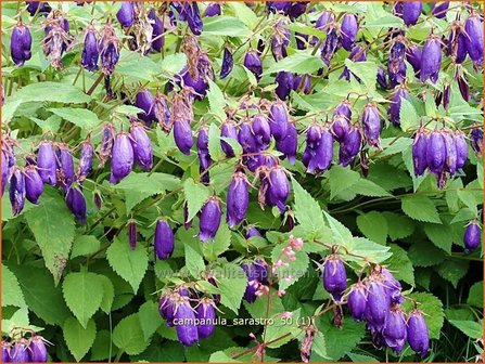 Campanula &#039;Sarastro&#039; | Klokjesbloem | Glockenblume