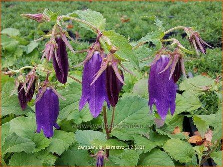 Campanula &#039;Sarastro&#039; | Klokjesbloem | Glockenblume