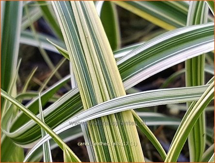 Carex &#039;Feather Falls&#039; | Zegge | Segge