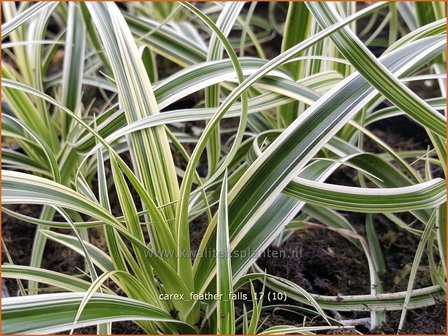 Carex &#039;Feather Falls&#039; | Zegge | Segge