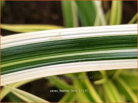 Carex &#039;Feather Falls&#039; | Zegge | Segge