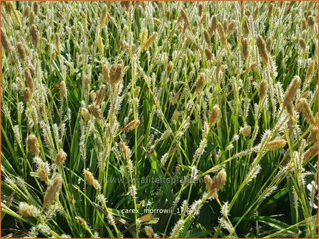 Carex morrowii | Japanse zegge, Zegge | Japan-Segge