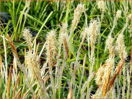 Carex morrowii | Japanse zegge, Zegge | Japan-Segge