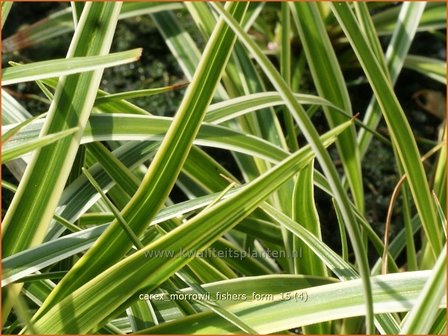 Carex morrowii &#039;Fisher&#039;s Form&#039; | Japanse zegge, Zegge | Japan-Segge