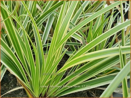 Carex morrowii &#039;Fisher&#039;s Form&#039; | Japanse zegge, Zegge | Japan-Segge