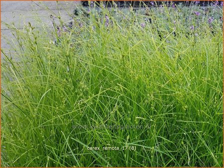 Carex remota | IJle zegge | Winkel-Segge