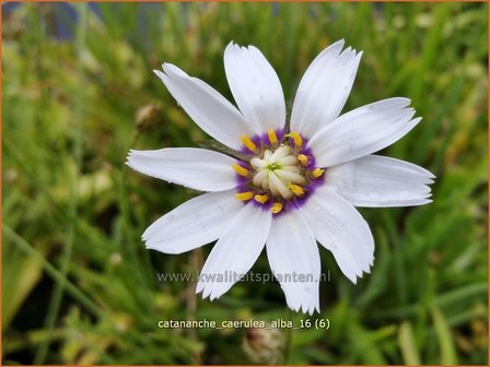 Catananche caerulea &#039;Alba&#039; | Blauwe strobloem, Strobloem | Blaubl&uuml;tige Rasselblume