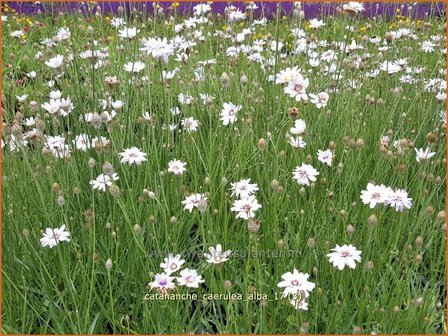 Catananche caerulea &#039;Alba&#039; | Blauwe strobloem, Strobloem | Blaubl&uuml;tige Rasselblume