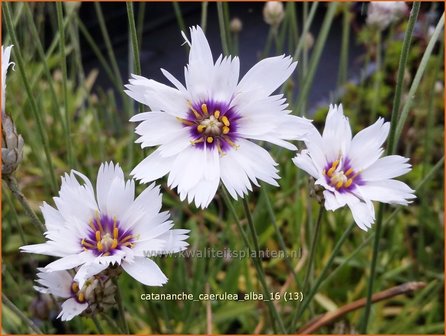 Catananche caerulea &#039;Alba&#039; | Blauwe strobloem, Strobloem | Blaubl&uuml;tige Rasselblume