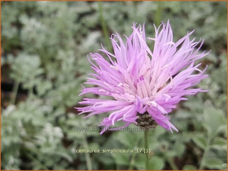 Centaurea simplicicaulis | Korenbloem, Centaurie | Einfache Kissen-Flockenblume