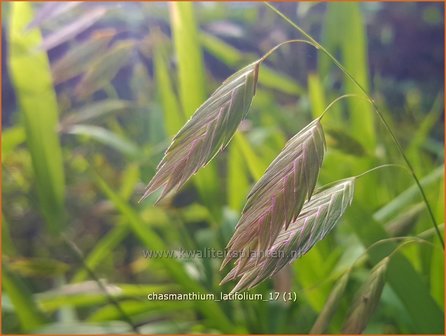 Chasmanthium latifolium | Plataargras | Breitbl&auml;ttriges Platt&auml;hrengras