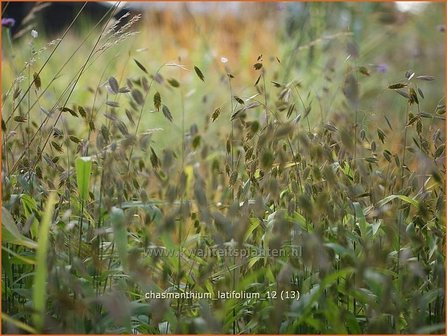 Chasmanthium latifolium | Plataargras | Breitbl&auml;ttriges Platt&auml;hrengras