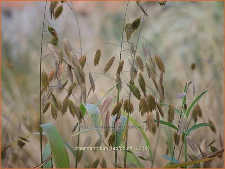 Chasmanthium latifolium | Plataargras | Breitbl&auml;ttriges Platt&auml;hrengras