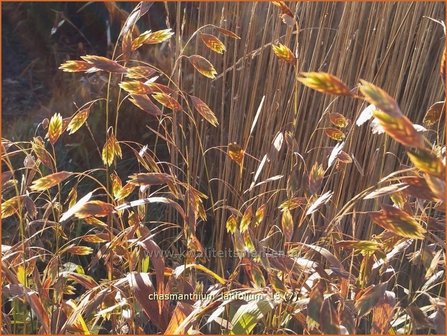 Chasmanthium latifolium | Plataargras | Breitbl&auml;ttriges Platt&auml;hrengras