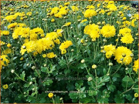 Chrysanthemum &#039;Citronella&#039; | Tuinchrysant, Chrysant | Chrysantheme