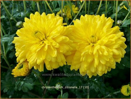 Chrysanthemum &#039;Citronella&#039; | Tuinchrysant, Chrysant | Chrysantheme