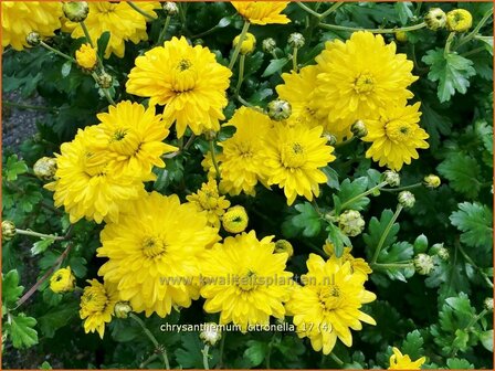 Chrysanthemum &#039;Citronella&#039; | Tuinchrysant, Chrysant | Chrysantheme