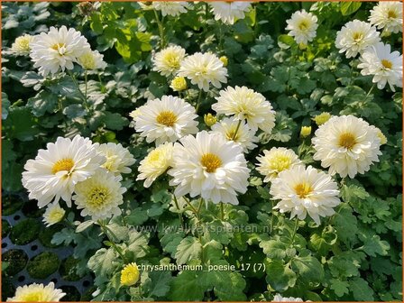 Chrysanthemum &#039;Poesie&#039; | Tuinchrysant, Chrysant | Chrysantheme