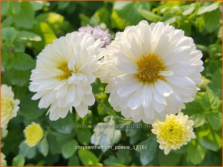 Chrysanthemum &#039;Poesie&#039; | Tuinchrysant, Chrysant | Chrysantheme