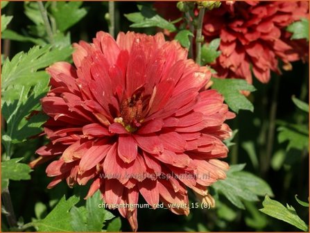 Chrysanthemum &#039;Red Velvet&#039; | Tuinchrysant, Chrysant | Chrysantheme