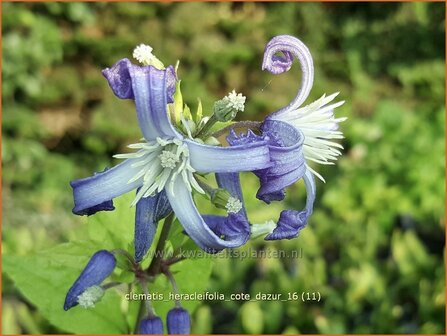 Clematis heracleifolia &#039;Cote d&#039;Azur&#039; | Bosrank, Clematis | Breitbl&auml;ttrige Waldrebe