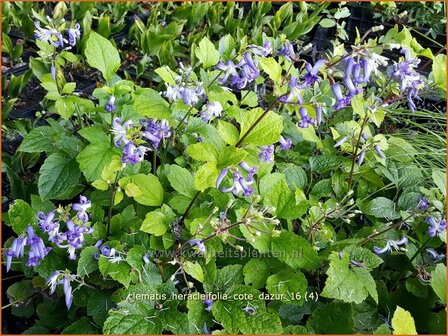 Clematis heracleifolia &#039;Cote d&#039;Azur&#039; | Bosrank, Clematis | Breitbl&auml;ttrige Waldrebe