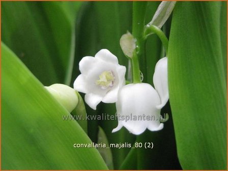 Convallaria majalis | Lelietje-van-dalen | Gew&ouml;hnliches Maigl&ouml;ckchen