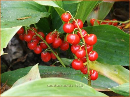 Convallaria majalis | Lelietje-van-dalen | Gew&ouml;hnliches Maigl&ouml;ckchen