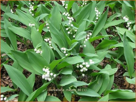 Convallaria majalis | Lelietje-van-dalen | Gew&ouml;hnliches Maigl&ouml;ckchen