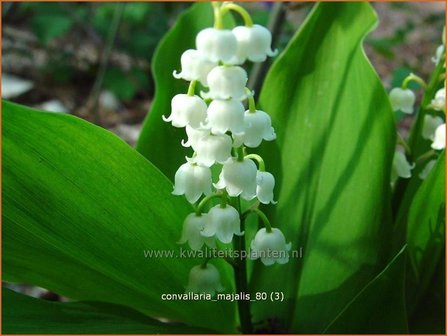 Convallaria majalis | Lelietje-van-dalen | Gew&ouml;hnliches Maigl&ouml;ckchen