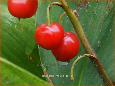 Convallaria majalis | Lelietje-van-dalen | Gew&ouml;hnliches Maigl&ouml;ckchen