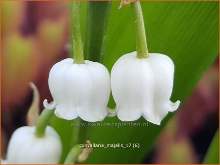 Convallaria majalis | Lelietje-van-dalen | Gew&ouml;hnliches Maigl&ouml;ckchen