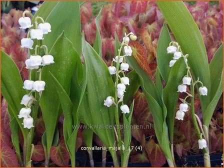 Convallaria majalis | Lelietje-van-dalen | Gew&ouml;hnliches Maigl&ouml;ckchen