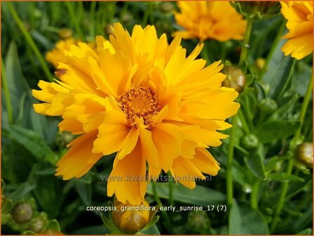 Coreopsis grandiflora &#039;Early Sunrise&#039; | Meisjesogen | Gro&szlig;blumiges M&auml;dchenauge