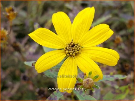 Coreopsis &#039;Johannes&#039; | Meisjesogen | M&auml;dchenauge